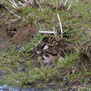 Northern Lapwing