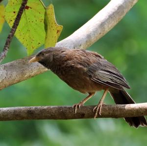 Jungle Babbler