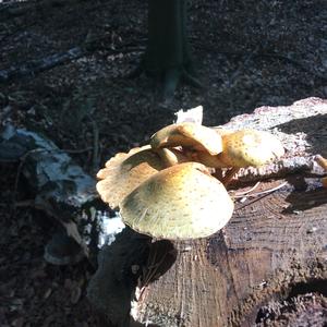 Golden Pholiota