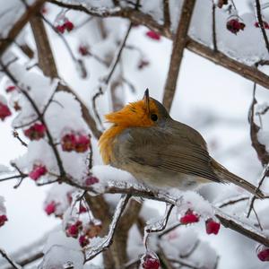 European Robin