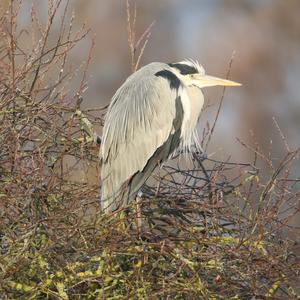 Grey Heron