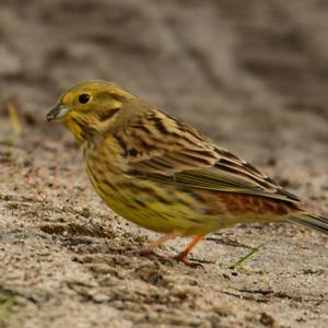 Yellowhammer