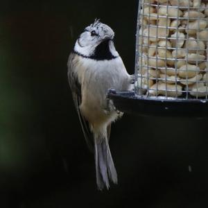 Crested Tit