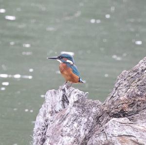 Common Kingfisher