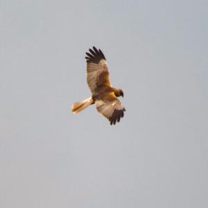 Western Marsh-harrier