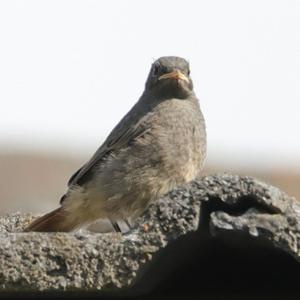 Black Redstart