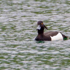 Tufted Duck