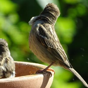 House Sparrow