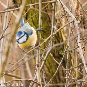 Blue Tit