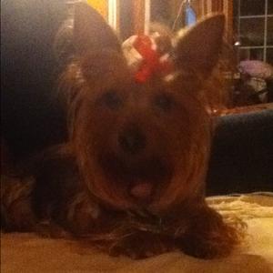 Yorkshire Terrier