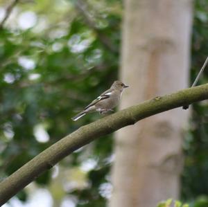 Eurasian Chaffinch