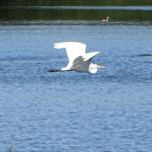 Great Egret