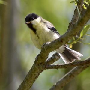 Great Tit