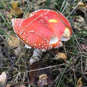 Fly Agaric