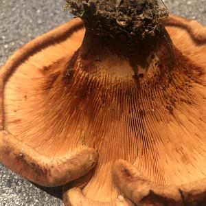 Unknown Species
