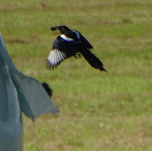 Black-billed Magpie