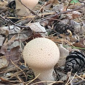 Pestle-shaped Puffball