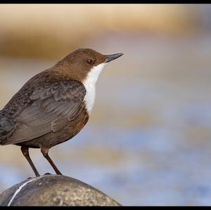 White-throated Dipper