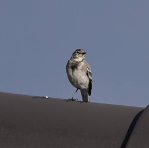 White Wagtail