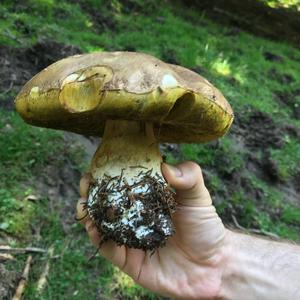 Summer Bolete