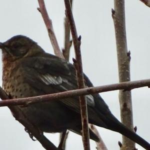 Eurasian Blackbird