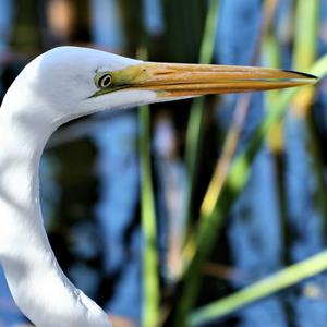 Great Egret