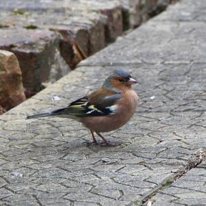 Eurasian Chaffinch