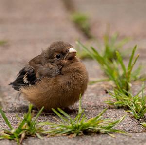 Eurasian Bullfinch