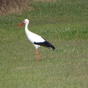 White Stork