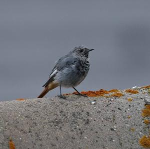 Black Redstart