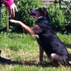 Unknown Breed