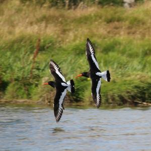 Eurasian Oystercatcher