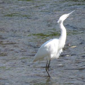 Little Egret