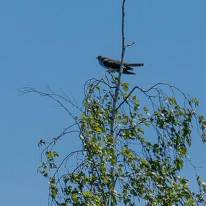 Common Cuckoo