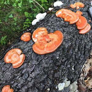 Cinnabar-red Polypore