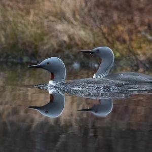 Red-throated Loon