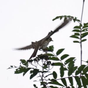 Tree Pipit