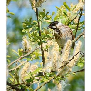 Reed Bunting