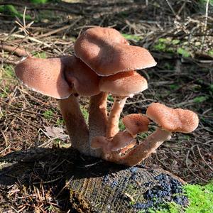 Tall Russula