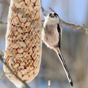 Long-tailed Tit