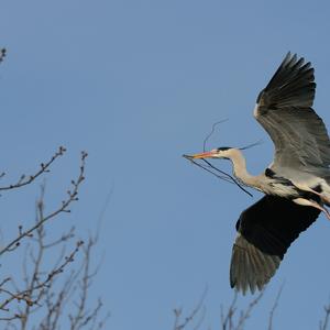 Grey Heron