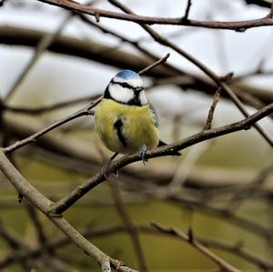 Blue Tit