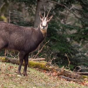 Chamois