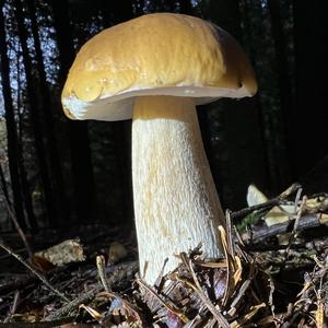 King Bolete