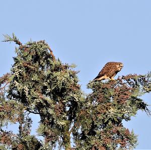 Common Kestrel