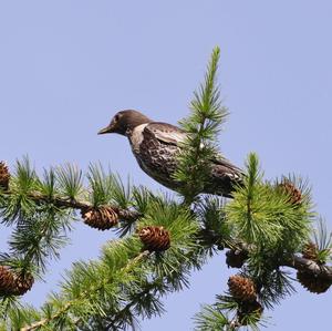 Ring Ouzel