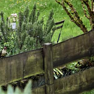 Eurasian Green Woodpecker