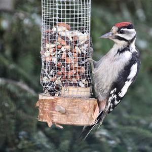 Great Spotted Woodpecker