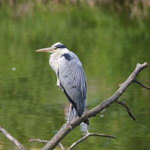 Grey Heron