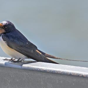 Barn Swallow